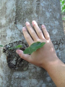 alberi val zoldana 015