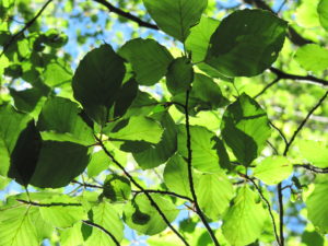 alberi val zoldana 029